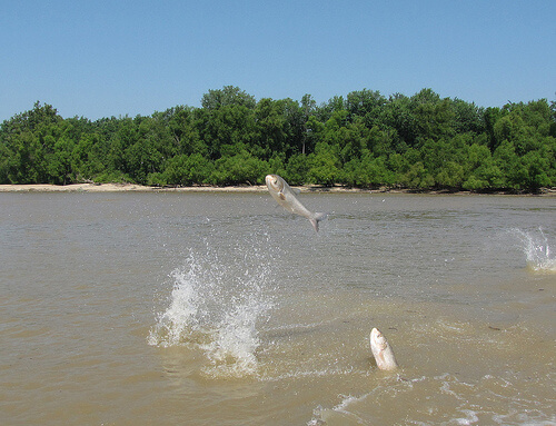 Invasive carp: A fishy situation