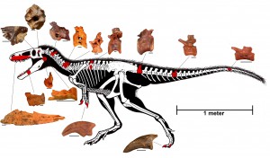 Fossil remains of Timurlengia, mapped onto what scientists think its skelaton would have looked on. (Courtesy of the Smithsonian)