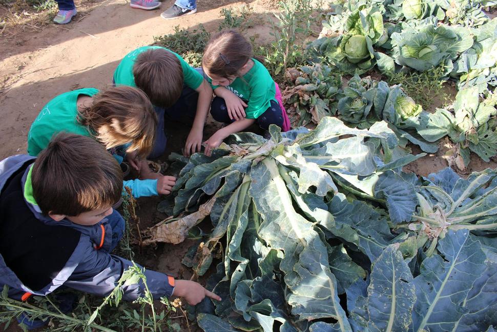 Supporting sustainability with farm-to-school programs
