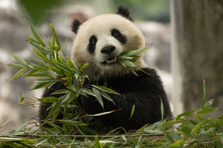 China’s “national treasures”: What’s next for panda diplomacy?