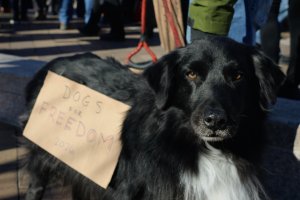 Wesley, a 10-year-old dog, attends the protest with his owner. (André Hiroki/MNS)