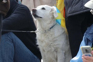 A dog with a small Ukrainian flag tucked into its collar sat beside its owner during the rally. (Sarah Han/MNS)