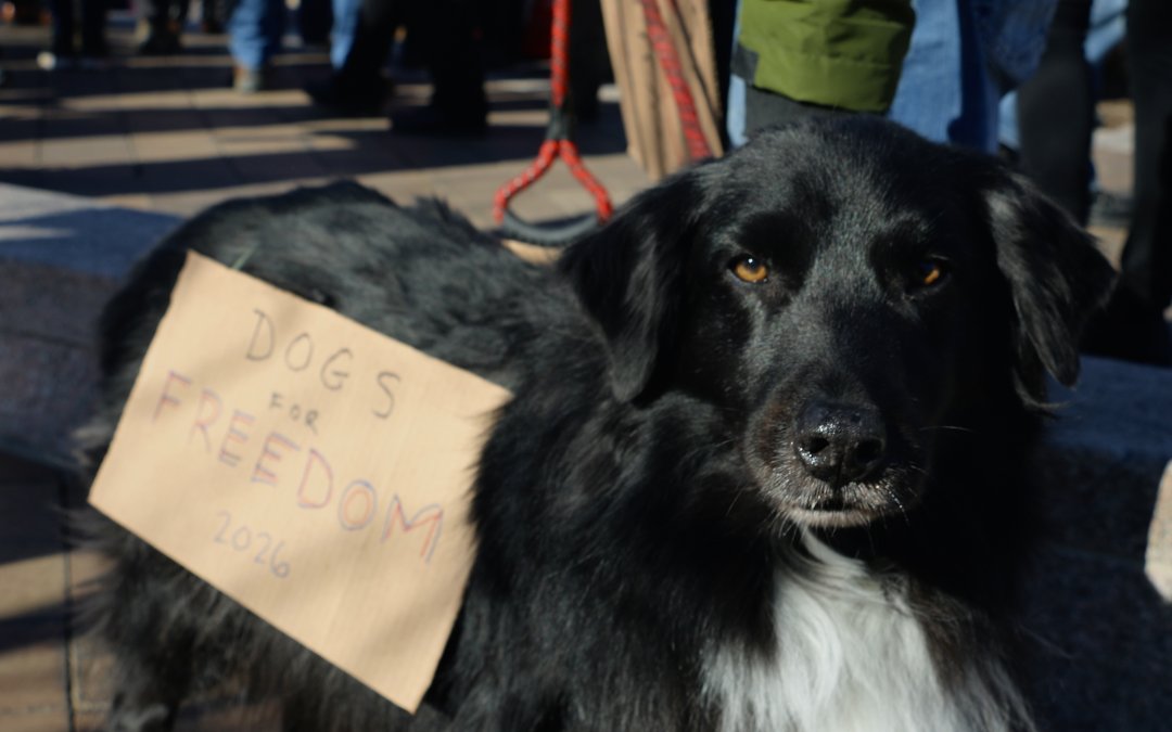 Senators seek “bi-paw-tisan” solutions for growing pet economy